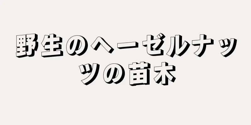 野生のヘーゼルナッツの苗木