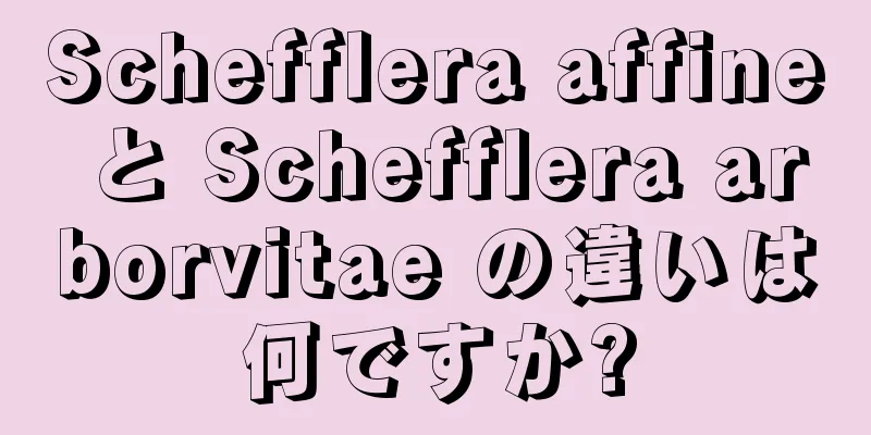 Schefflera affine と Schefflera arborvitae の違いは何ですか?